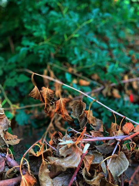 Dry Broken Branch With Dry Leaves Stock Image Image Of Green Ecology