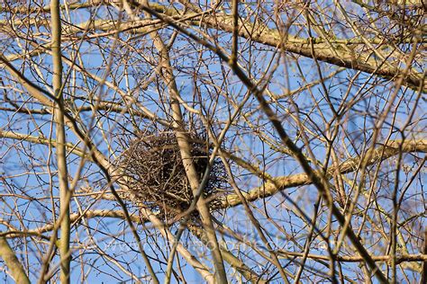 Der kobel ist ein wichtiger ort im leben eines eichhörnchens. Eichhoernchen-Kobel | Naturfoto Frank Hecker