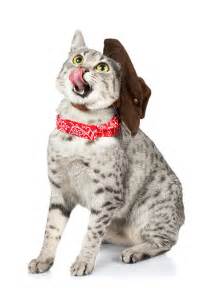 Cat mom does not approve of stealing >:3. Cute Cat With Cowboy Hat Licking Lips Stock Photo - Image ...
