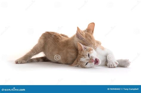 Two Cute Kittens Playing Stock Photo Image Of Attack 96948442