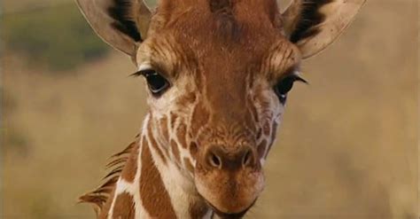 Theres More To A Giraffe Than Meets The Eye Rare