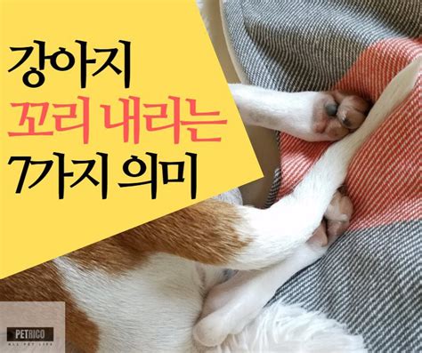 강아지 꼬리 내림 표현 7가지 의미 펫리코 강아지 건강정보