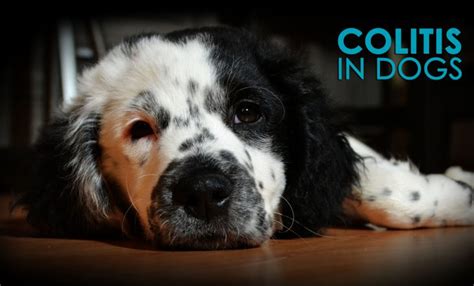 Colitis is not a condition you should diagnose on your own. Colitis in Dogs: Causes, Symptoms and Solutions - Allivet ...