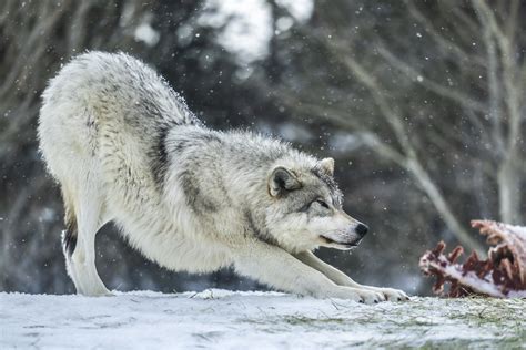 Beautiful Grey Wolves Photos West Yellowstone Gray Wolves Flickr