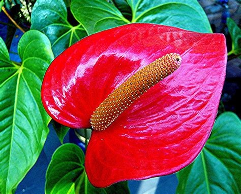 Flowers For Flower Lovers Anthurium Flamingo Flowers