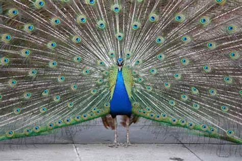 How Peacocks Got Their Colorful Tails Live Science