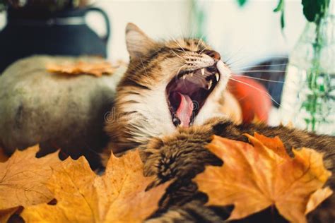 Cute Maine Coon Cat Yawning With Funny Expression Lying In Autumn