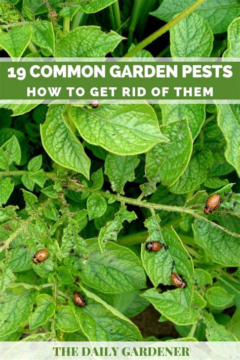 Common Garden Pests How To Get Rid Of Them