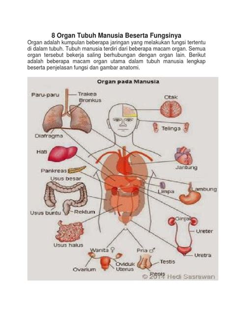 Gambar Organ Tubuh Manusia Dan Fungsinya Respirasi Tingkat Sistem Riset