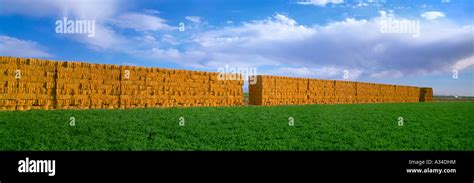 Agriculture Stacks Of Alfalfa Hay Bales With Alfalfa Field In The