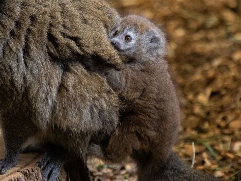 Tiny Lemur Weighing Less Than An Apple Born At Conservation Park