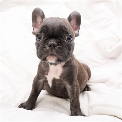We occasionally have brindle (black brindle, fawn brindle, tiger brindle etc). Black Brindle French Bulldog Puppy Stock Photo - Image of ...