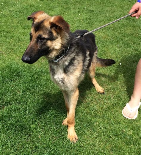 Please help us by making a donation so that we can rescue and rehome more unwanted german shepherd dogs. George - Newport : Rescue German Shepherd Dogs and Puppies for Adoption