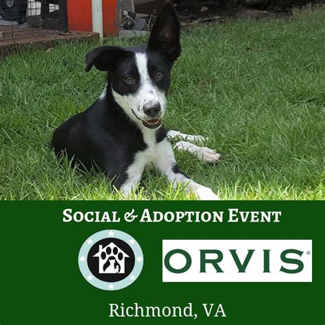 Operation Paws For Homes Upcoming Events