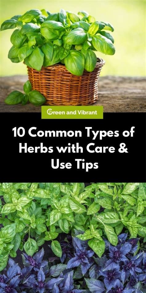 Reducing your reliance on commercially manufactured growing your own indoor medicinal herbs will brighten up the home during the long dreary months of. 10 Common Types of Herbs with Care & Use Tips in 2020 ...
