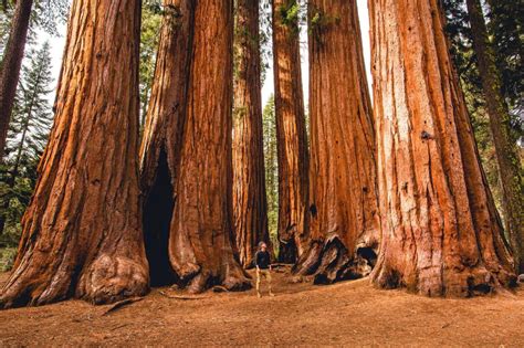The 10 Most Beautiful Forests In The United States In 2020 Beautiful