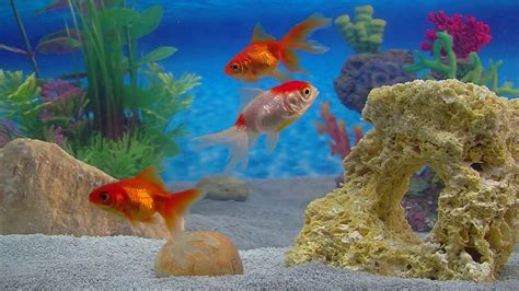Goldfish Aquarium A Goldfish Aquarium For Your Home Hd 1080p By