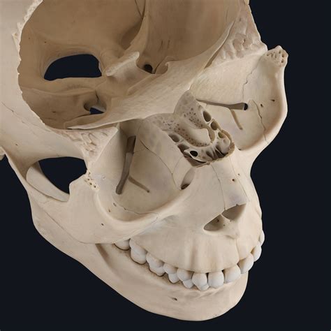 Sneak Peek From Our Head And Neck Update The Ethmoid Bone Complete Anatomy