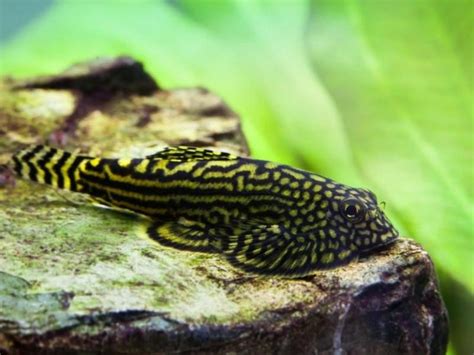 Hillstream Loach Care Guide And Species Profile Fishkeeping World