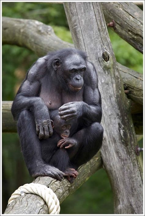 Bonobo Moeder Met Dochter Uit De Apenheul Moeder Jill Met Flickr