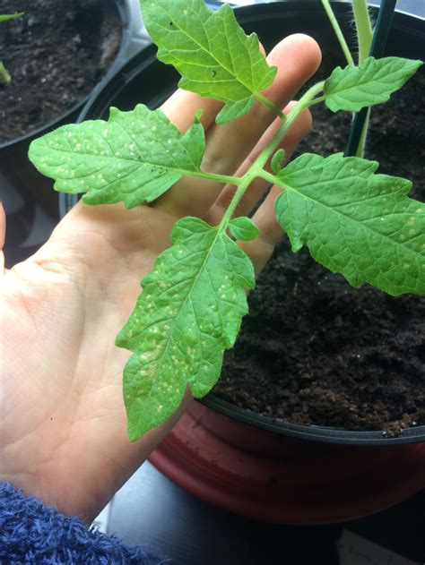 Spots On Tomato Plant Leaves — Bbc Gardeners World Magazine