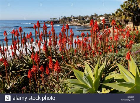 Florists, flower, flowers, wedding flowers, bouquets, kabloom, fruit baskets, funeral flowers, mothers day, valentines, easter, roses, plants, gourmet food baskets, tulips, orchids, daisies and more in laguna beach, ca. A coastal view of Laguna Beach California with vibrant red ...