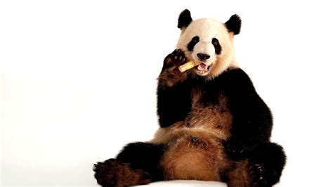 Are Pandas Still Endangered Danger Choices