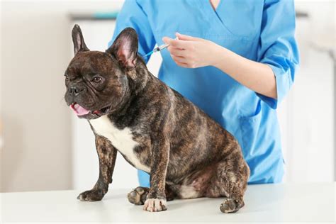 Canine Influenza Vaccine All About The Dog Flu Shot Great Pet Care