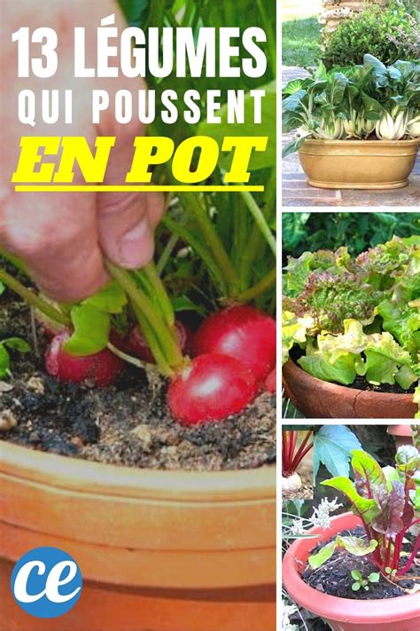 Les L Gumes Les Plus Faciles Et Rapides Faire Pousser En Pot