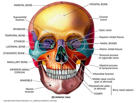 Facial Bone Liberal Dictionary