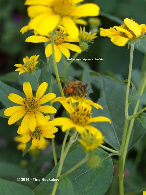 Texas Native Plant Week 2014 My Gardener Says