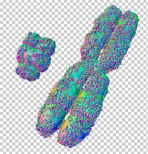 X Chromosome Xy Sex Determination System Y Chromosome Png Clipart Biology Brush Effect Dna