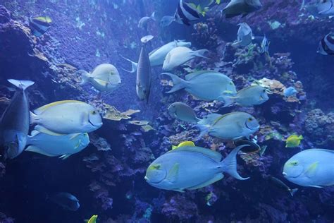 Explore Hawaiis Underwater World At The Maui Ocean Center