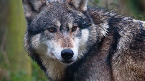 Idaho Wolf Population Remains 600 Percent Above Minimum Recovery Level