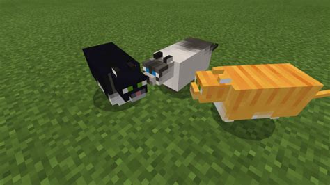 Fat Cats For Minecraft Pocket Edition 115