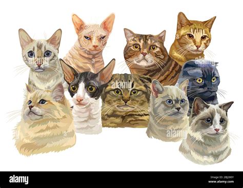 Vector Horizontal Illustration With Different Cats Breeds Portraits