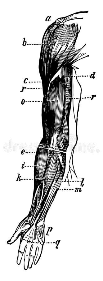 Arm Muscles Vintage Illustration Stock Vector Illustration Of Black