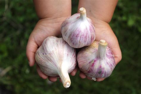 Garlic Varieties For Your Home Garden