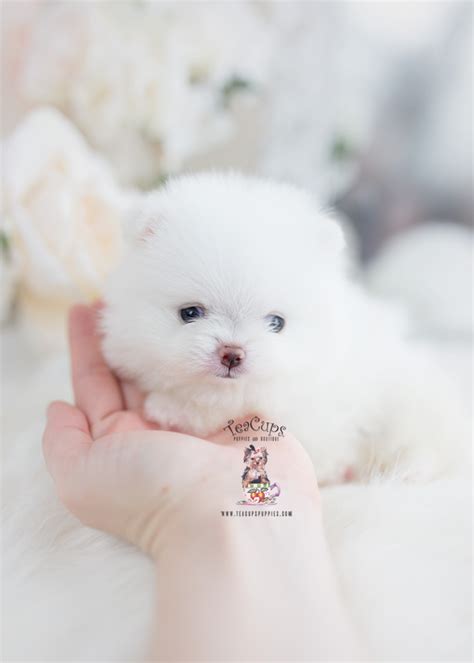 Welcome to pomeranian lovely homepup. Teacup Pomeranian Breeder FL | Teacup Puppies & Boutique