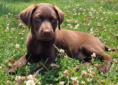 Labrador retriever puppies in indiana. Indiana the Labrador Retriever | Puppies | Daily Puppy