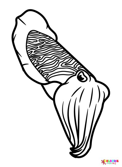 Cuttlefish Images Coloring Page Free Printable Coloring Pages