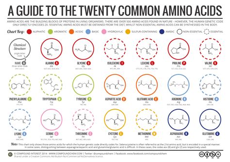 Amino Acids Guide A Beginners Guide To Amino Acids Runthacity