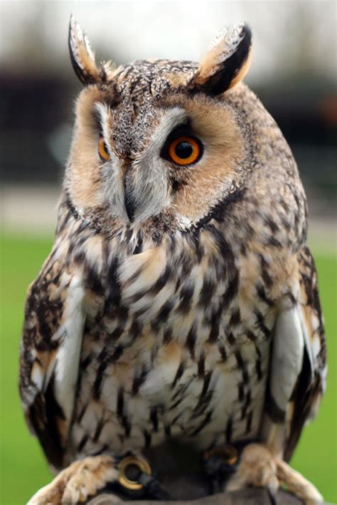 Long Eared Owl Screech Owl Wildlife Park