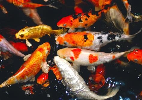 Terlepas apakah anda seorang pemula atau sudah berpengalaman dalam memelihara ikan, ada beberapa aturan dasar penting tentang perawatan ikan yang harus dipatuhi. Cara Budidaya Pembenihan Ikan Koi - Alam Ikan