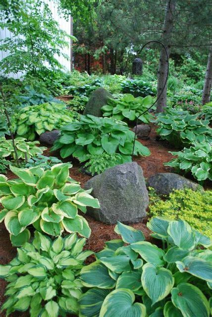 Plant Native Ground Covers Make America Green Again Artofit