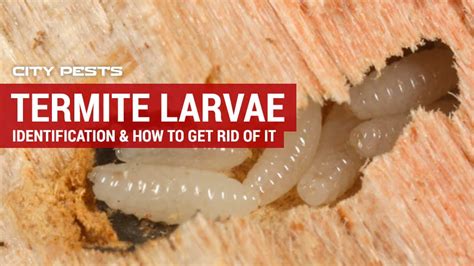 termite larvae identification and treatment pictures