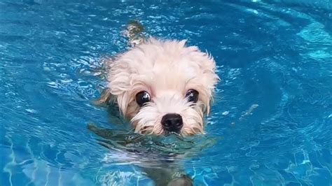 Puppy Swimming Youtube