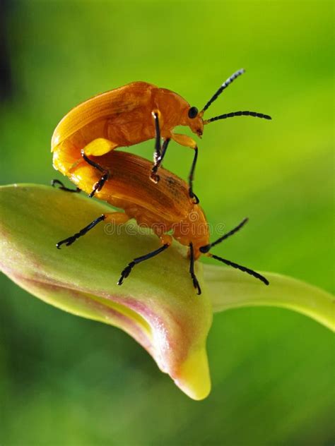 Nude Bug Stock Photos Free Royalty Free Stock Photos From Dreamstime