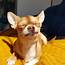 14 Absolutely Hilarious Chihuahua Dog Pictures  The Dogman