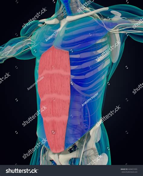 Rectus Abdominus Stomach Muscles Human Anatomy Stock Illustration